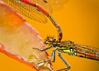 Red Demoiselle by Ben Hull HIGHLY COMMENDED